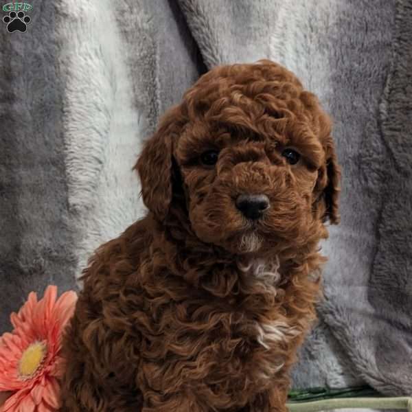 Pansy, Miniature Poodle Puppy